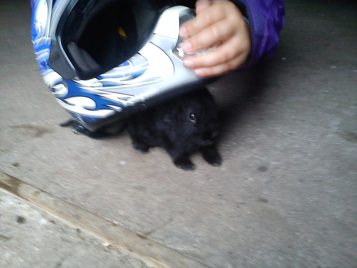 Kanin beauty my superwomen billede 6