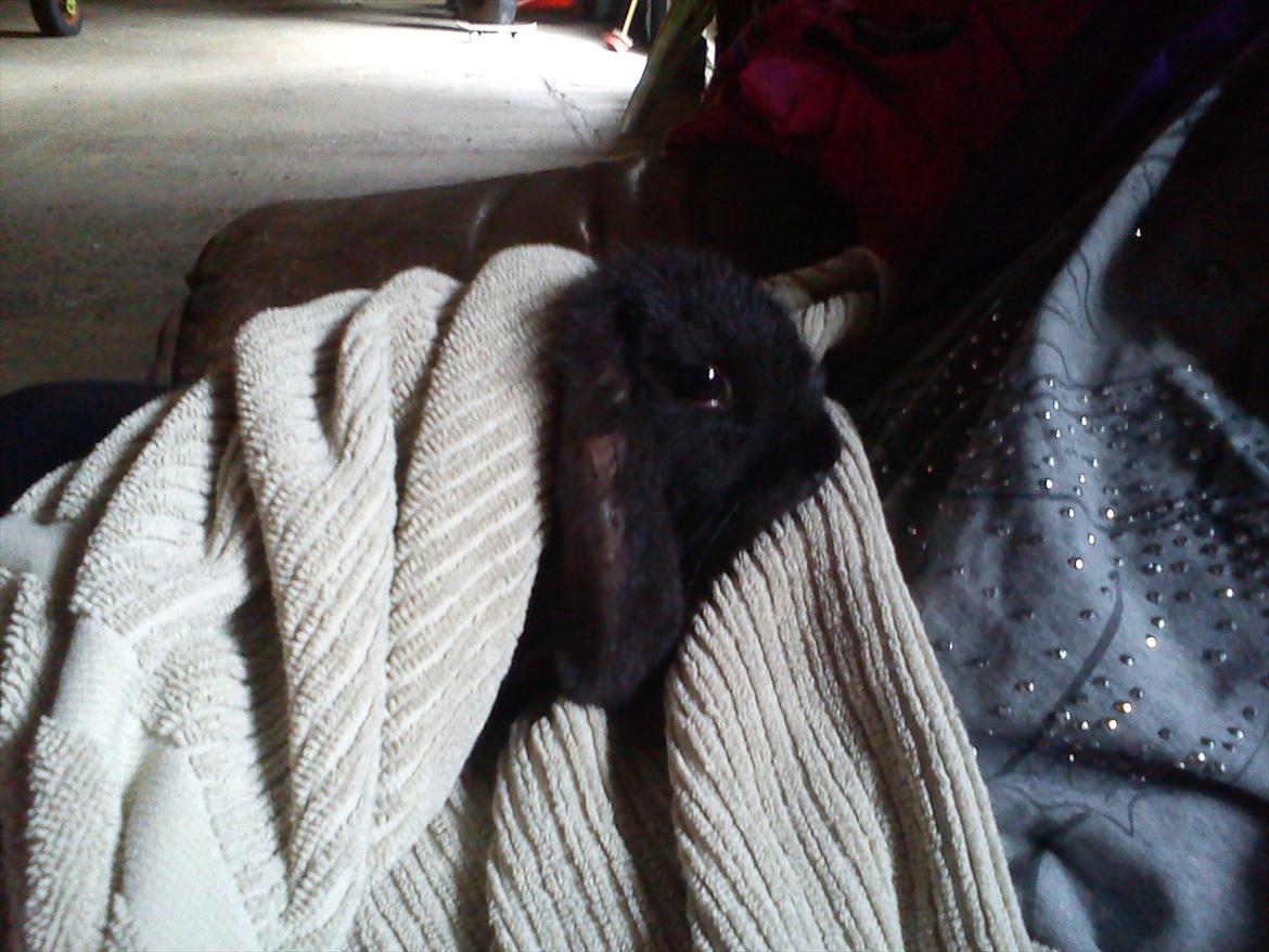 Kanin beauty my superwomen billede 8