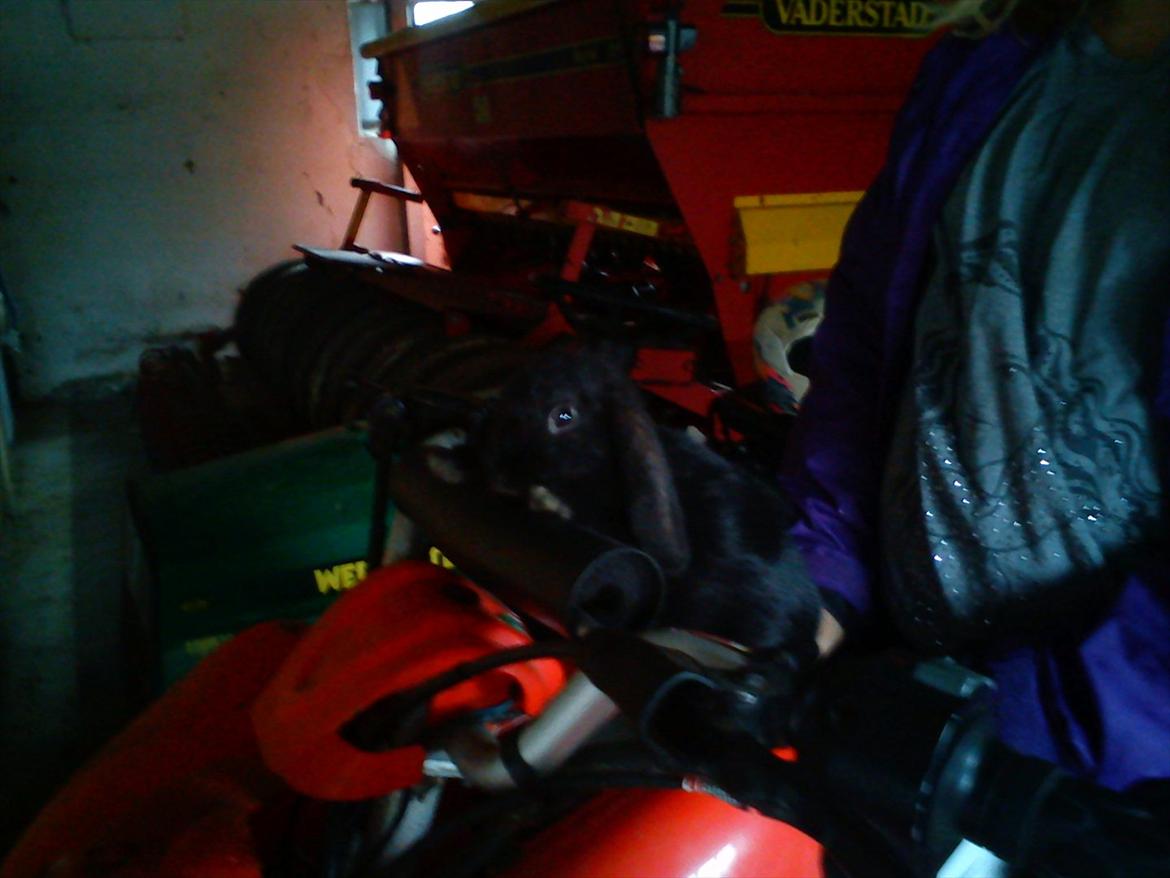 Kanin beauty my superwomen billede 9