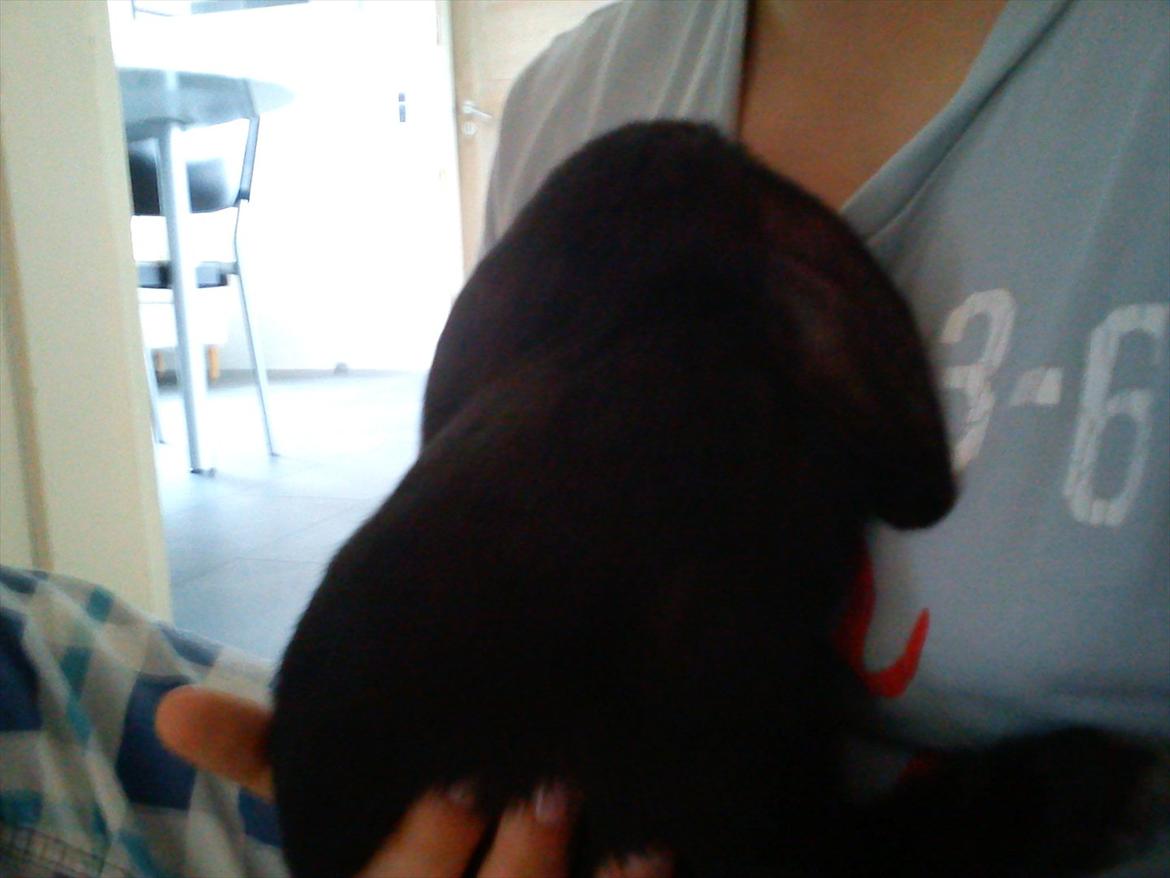 Kanin beauty my superwomen billede 11