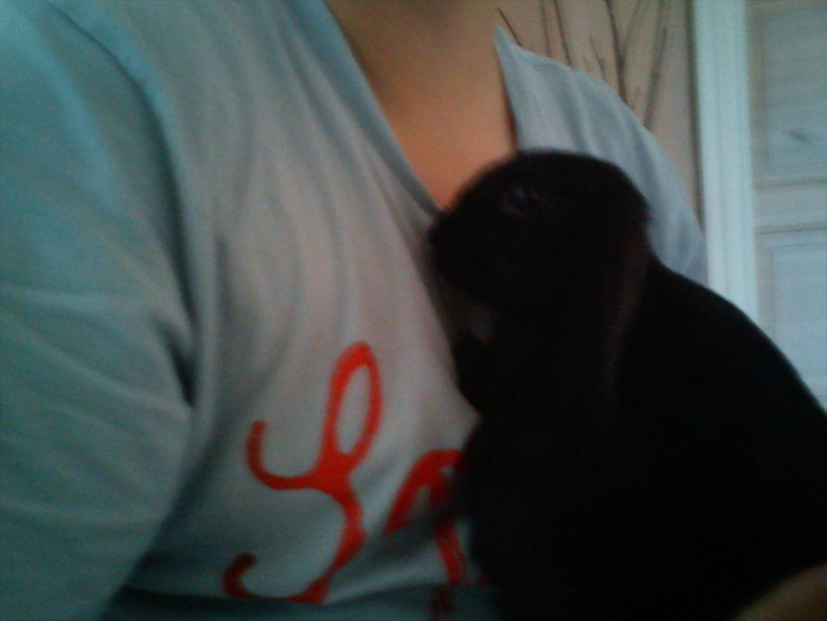 Kanin beauty my superwomen billede 12