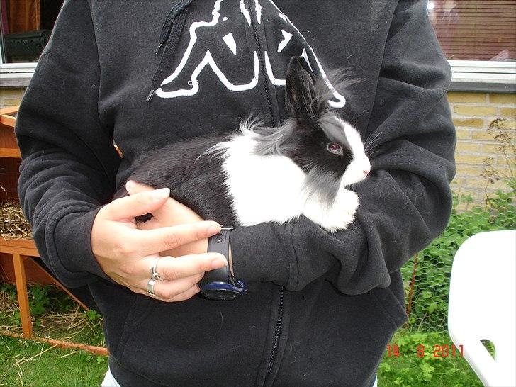 Kanin Melody billede 1