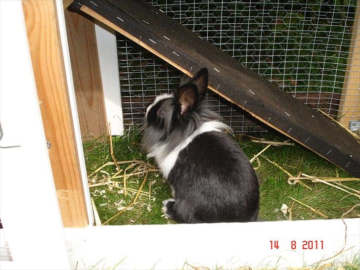 Kanin Melody billede 2