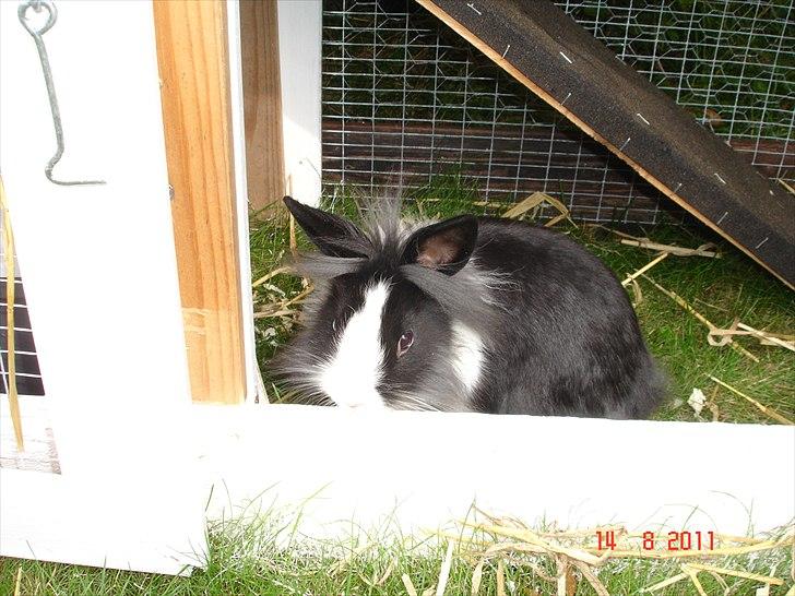 Kanin Melody billede 3