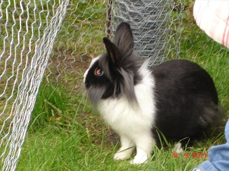 Kanin Melody billede 4