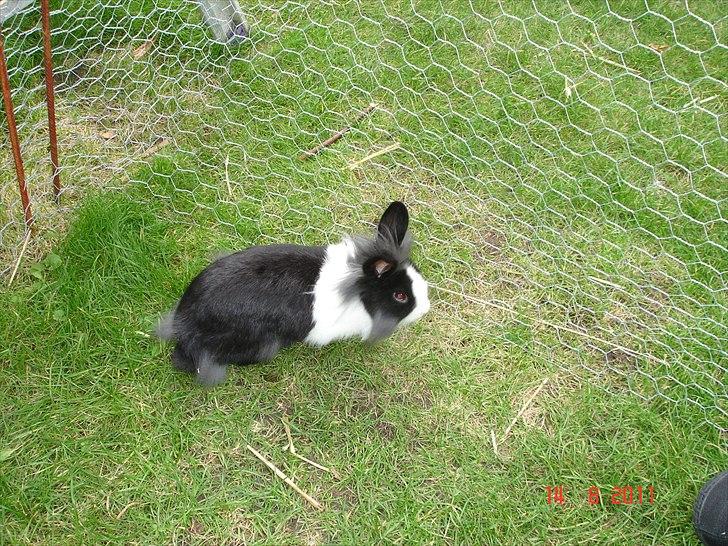 Kanin Melody billede 5