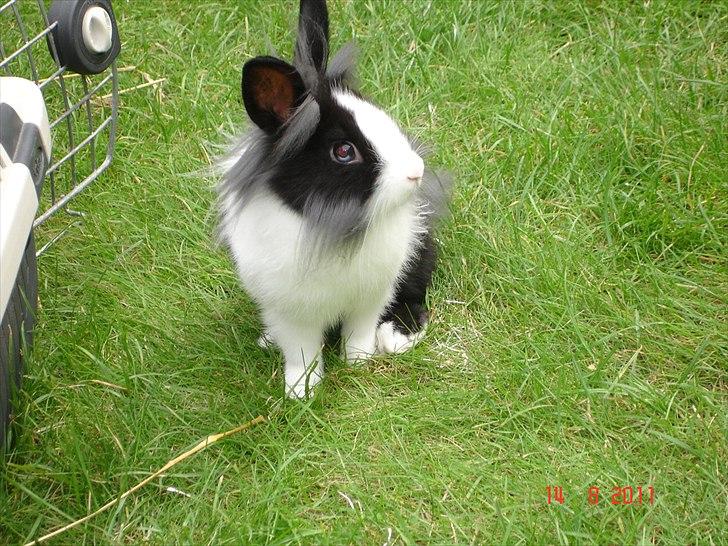 Kanin Melody billede 7