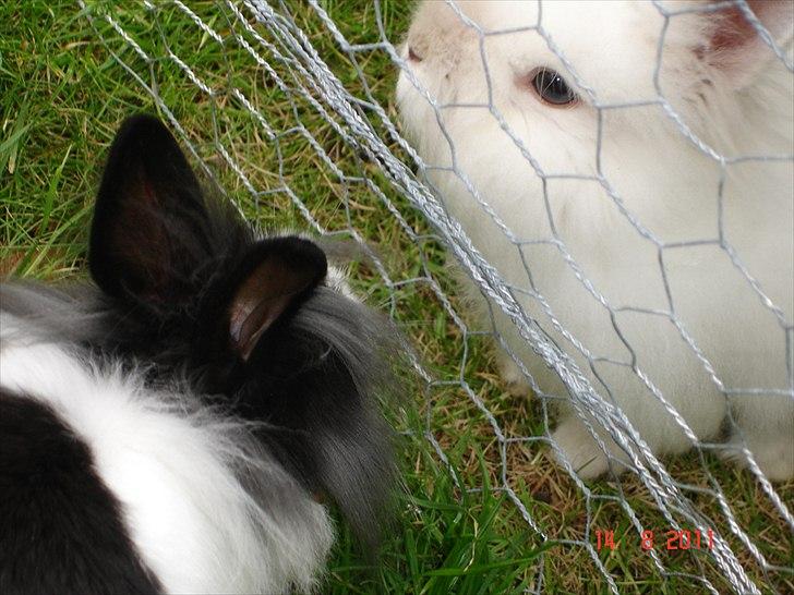 Kanin Melody billede 8