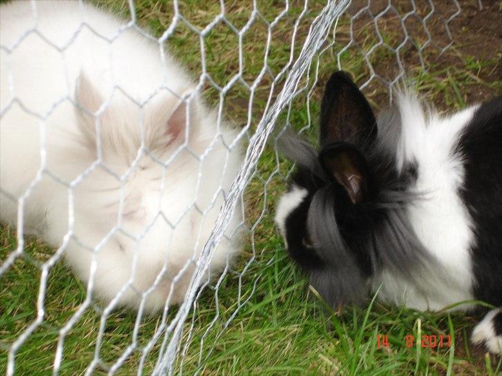 Kanin Melody billede 9