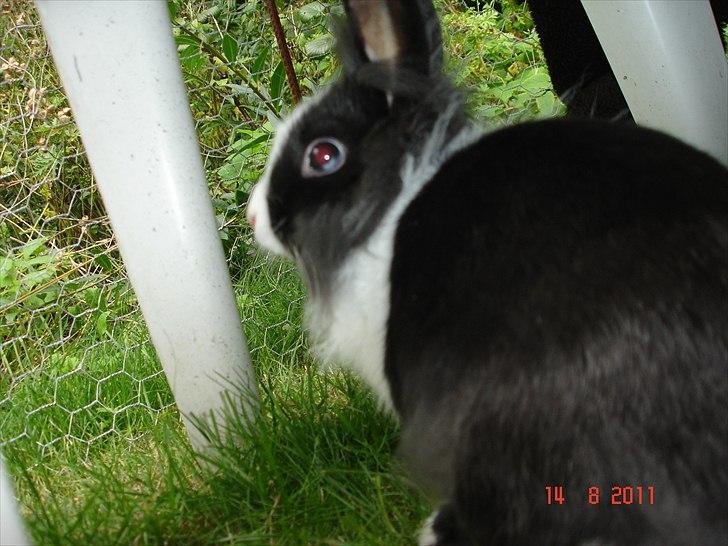 Kanin Melody billede 12