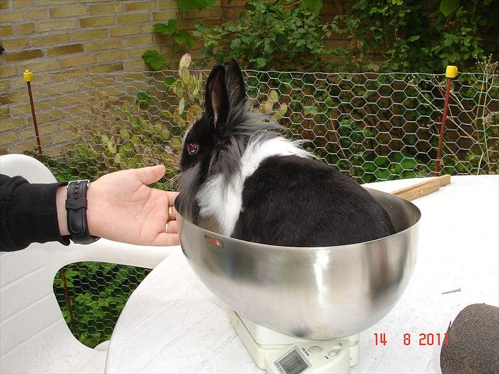 Kanin Melody billede 13