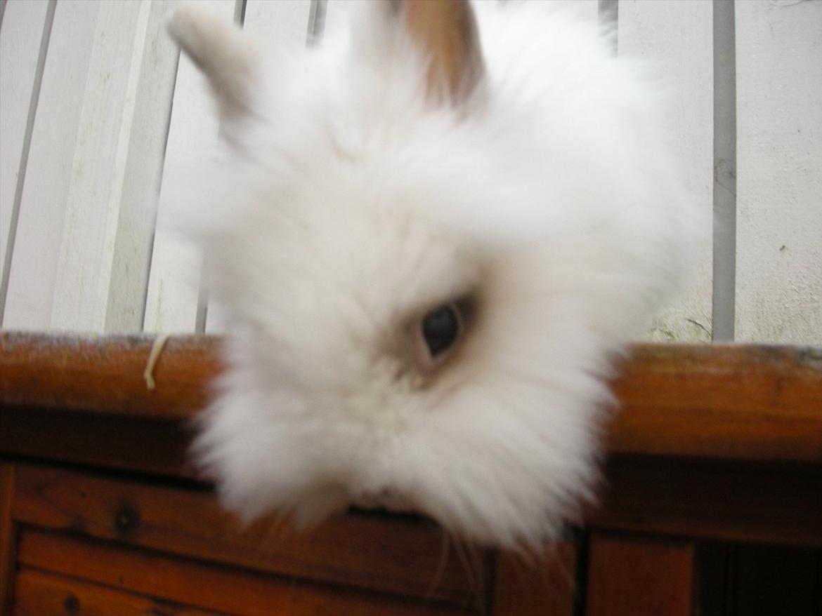 Kanin oliver<3 billede 16