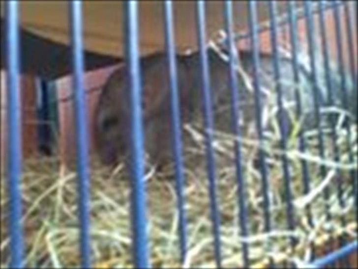 Chinchilla speedy <3  billede 6