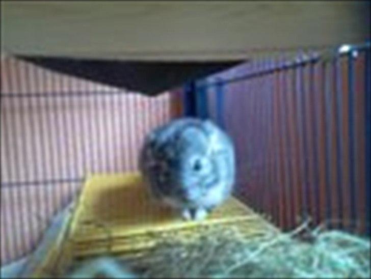 Chinchilla speedy <3  billede 7