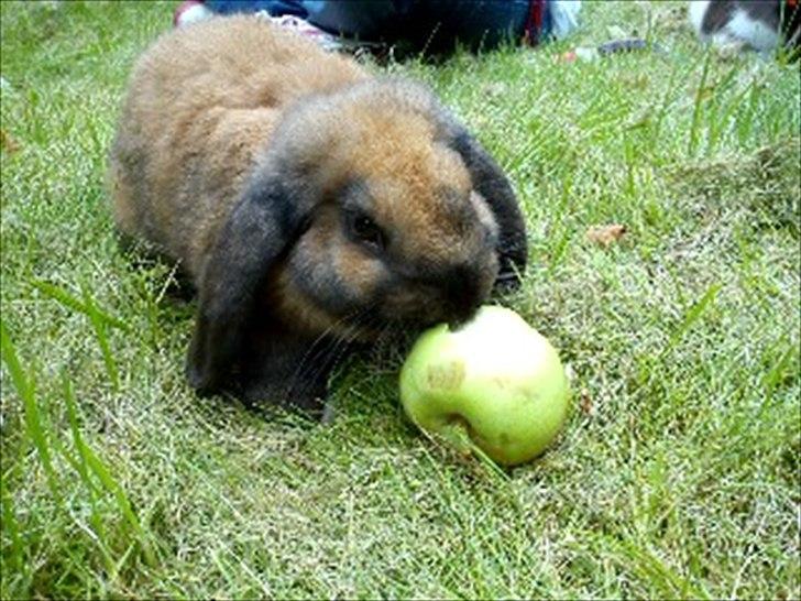 Kanin Gress Magic Atlantic city billede 10