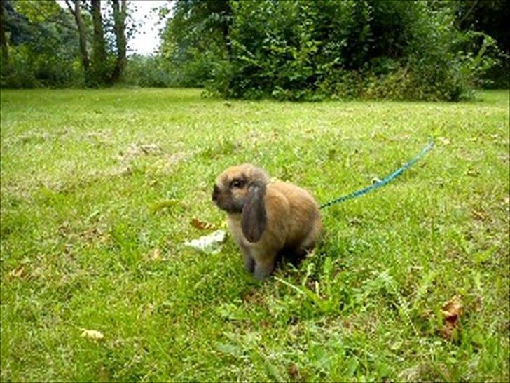 Kanin Gress Magic Atlantic city billede 11