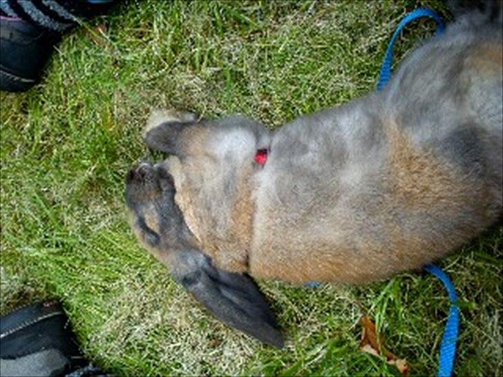 Kanin Gress Magic Atlantic city billede 12