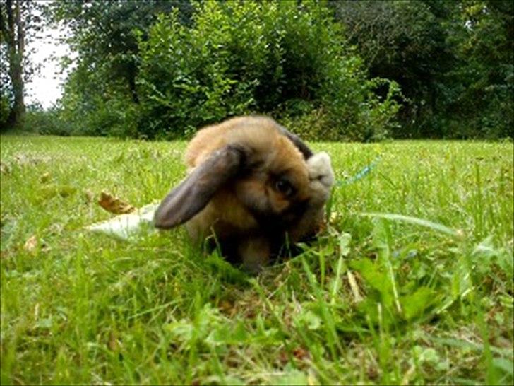 Kanin Gress Magic Atlantic city billede 13