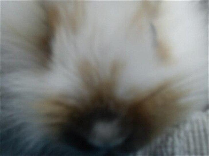 Kanin Stjernen´s Puma!<3 billede 26