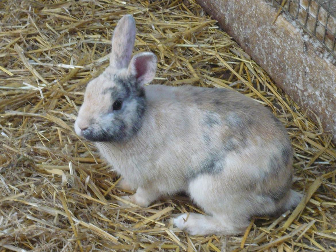 Kanin Doffy<3 (DØD) :'( - Velkommen billede 1