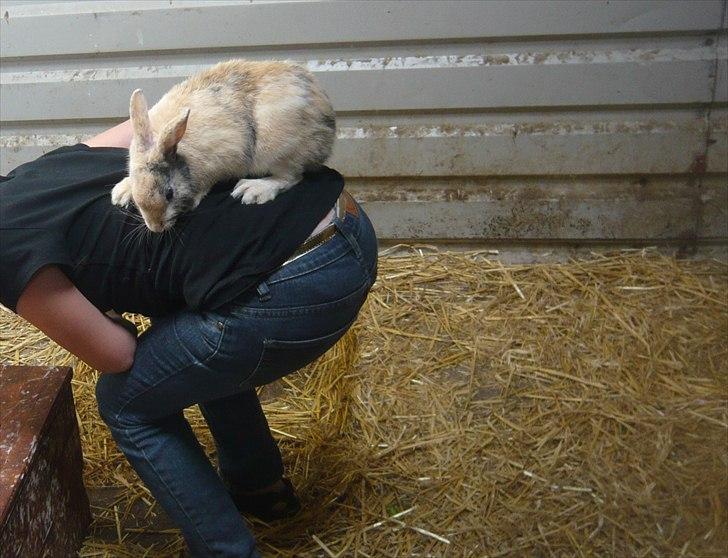 Kanin Doffy<3 (DØD) :'( billede 2