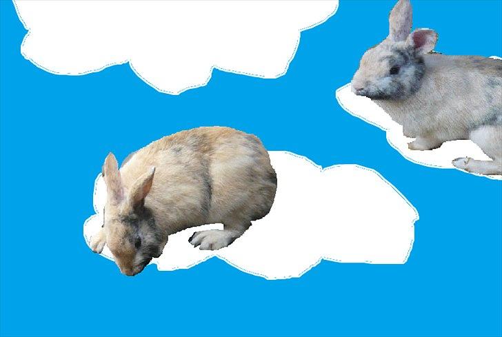 Kanin Doffy<3 (DØD) :'( billede 3