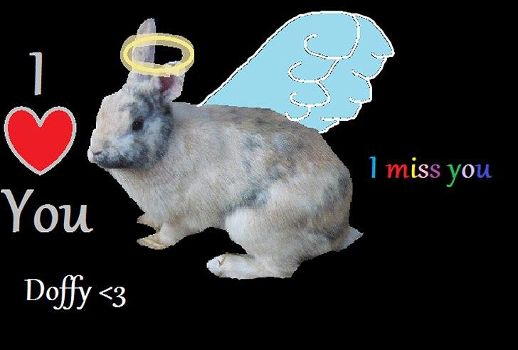 Kanin Doffy<3 (DØD) :'( billede 5