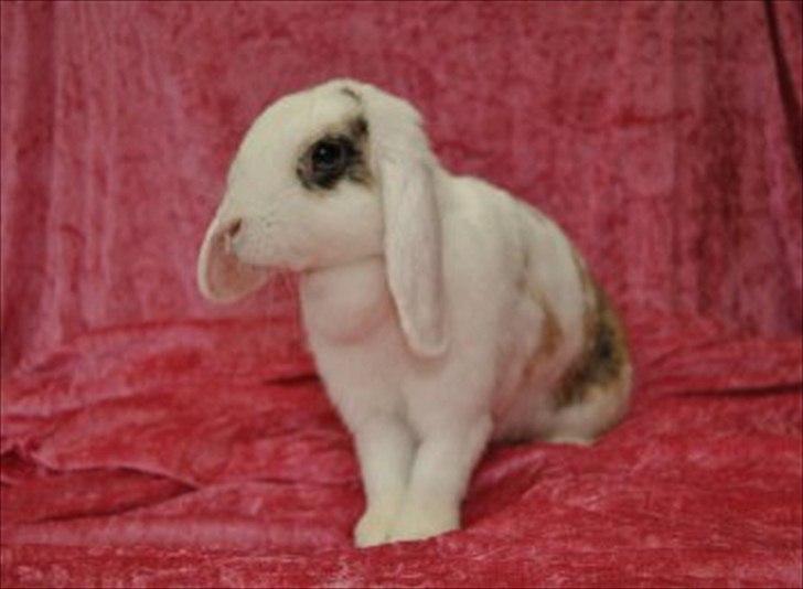 Kanin Soffie billede 5