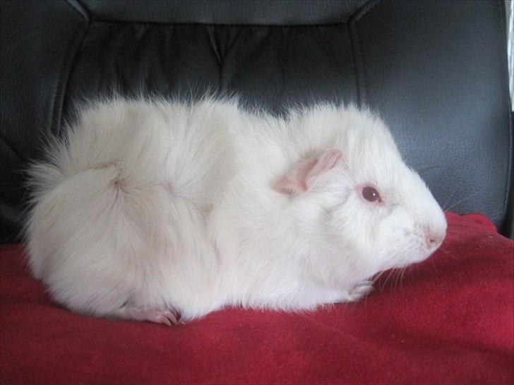 Marsvin Pjerrot von Holt - Pjerrot von Holt billede 1