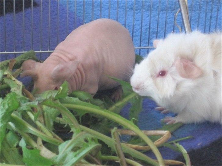 Marsvin Pjerrot von Holt - lækkert billede 2