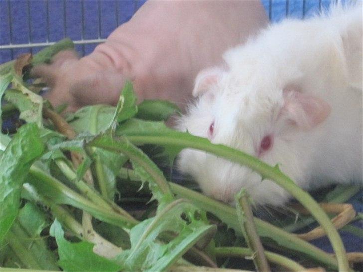 Marsvin Pjerrot von Holt billede 3