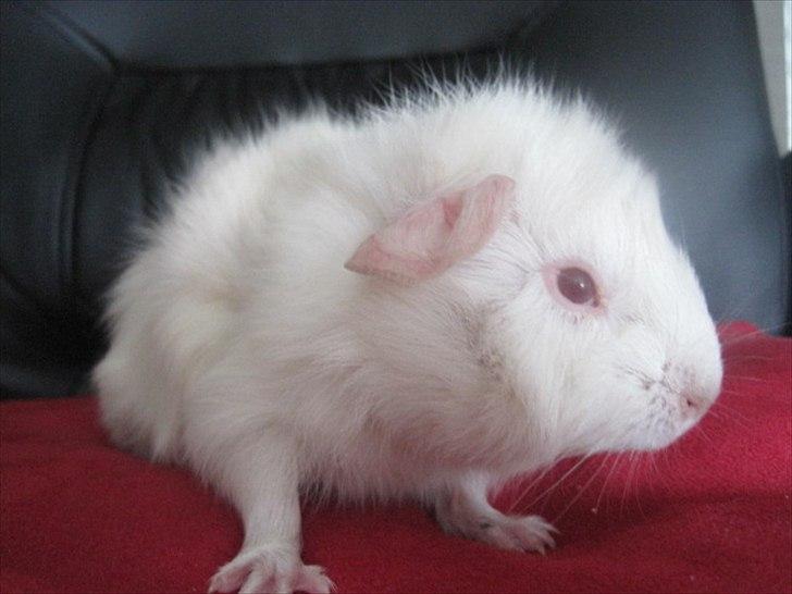 Marsvin Pjerrot von Holt billede 4