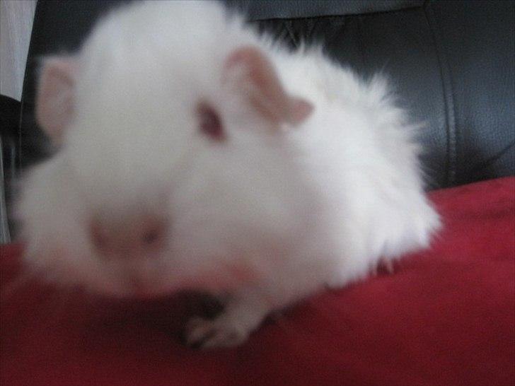 Marsvin Pjerrot von Holt billede 5