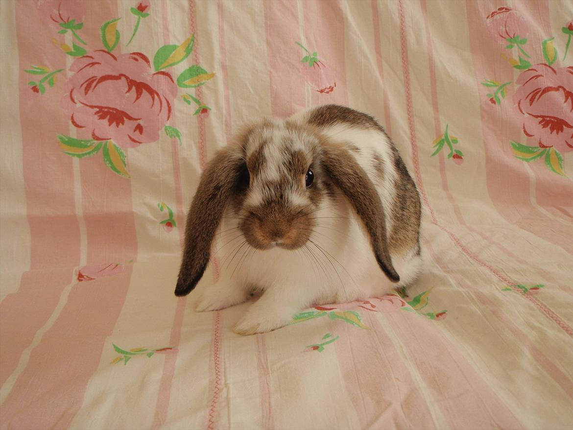 Kanin Kastaniegårds Kanina billede 13