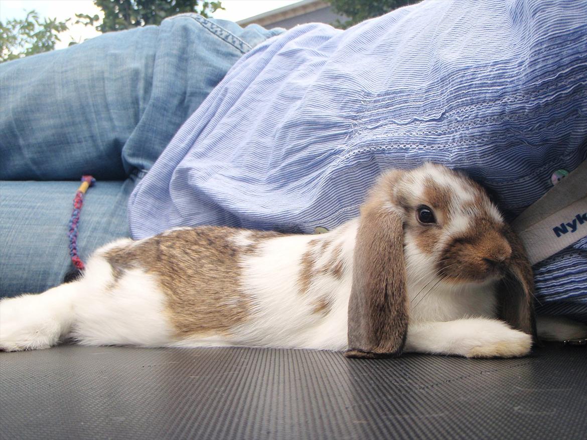 Kanin Kastaniegårds Kanina billede 15