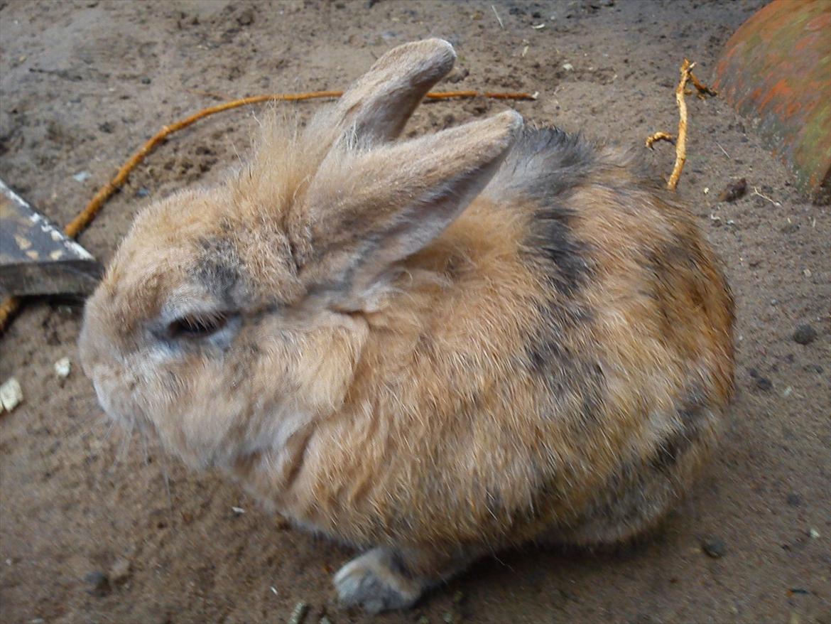 Kanin Tiger - min lille tiger billede 1