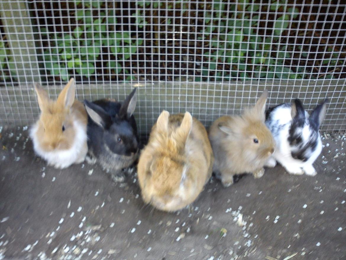 Kanin Tiger - Tiger sammen med hans unger Pjuske,Nemi,Tiger,kaninus,stampe billede 2