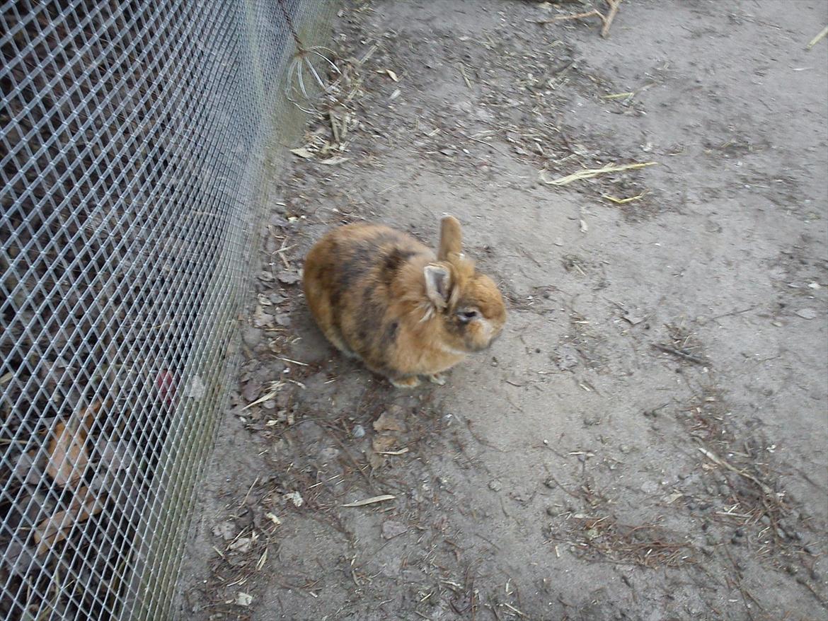 Kanin Tiger - der sidder han i løbegården billede 3