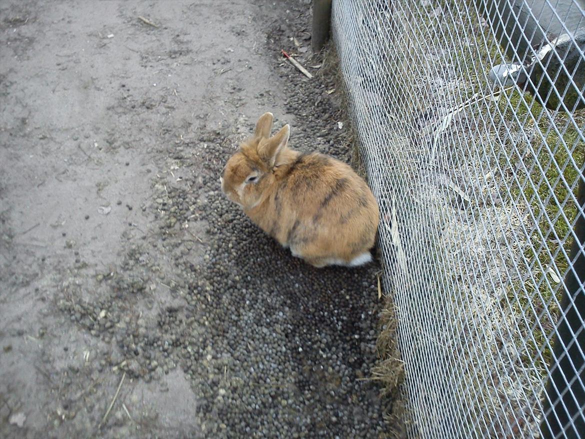 Kanin Tiger - han sidder i den anden sid af løbegården billede 4