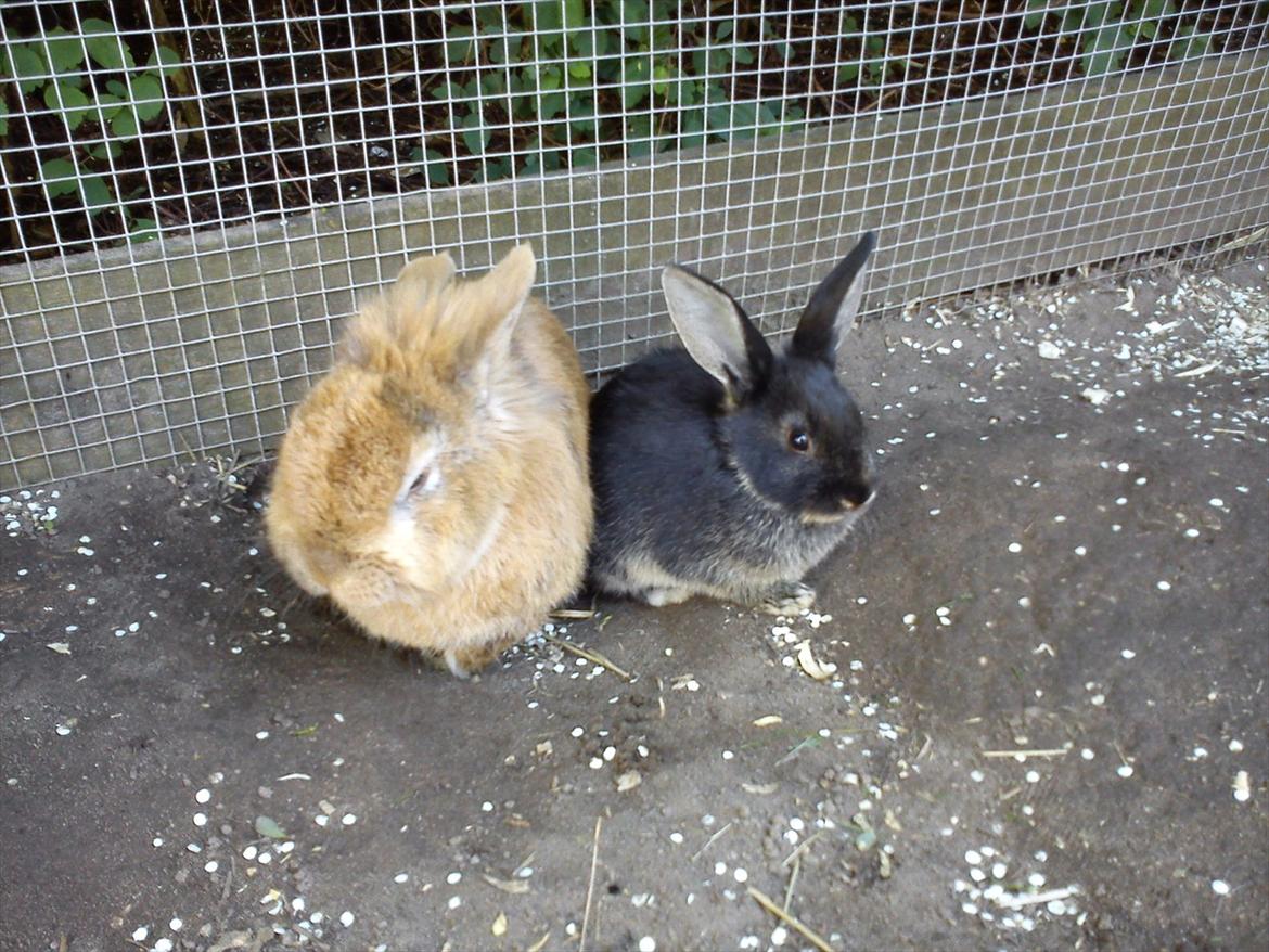 Kanin Tiger - han sidder sammen  med Nemi billede 5