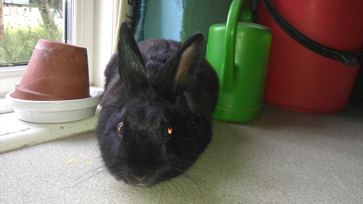 Kanin Basse - så kigge jeg lige på mor der tage billeder af mig så jeg jo helle sedde pænet billede 1