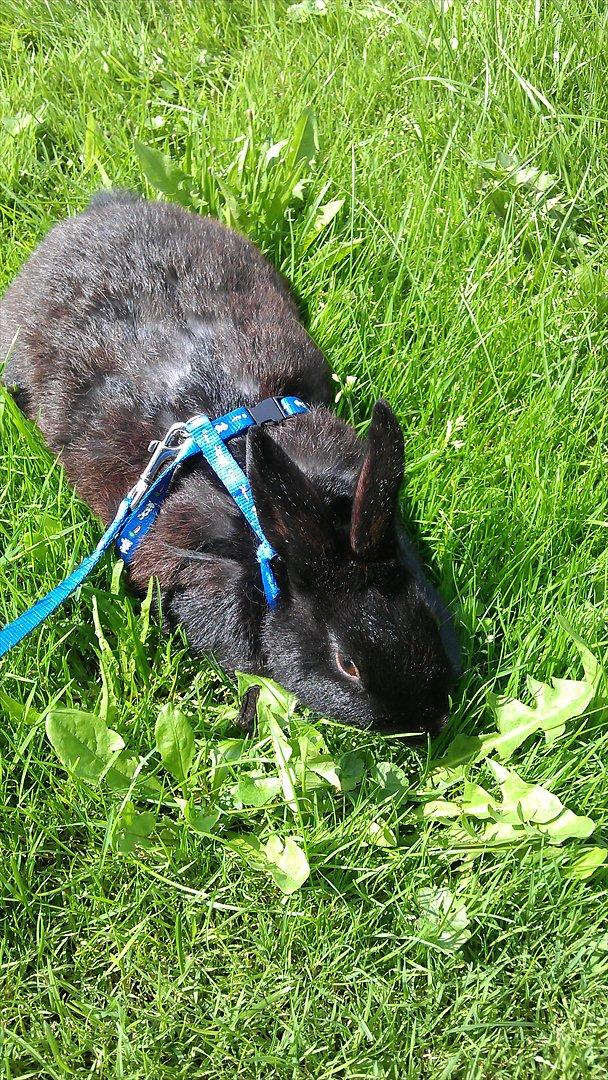 Kanin Basse - så er jeg ude og går i sno for først gange det er sjovet  billede 2