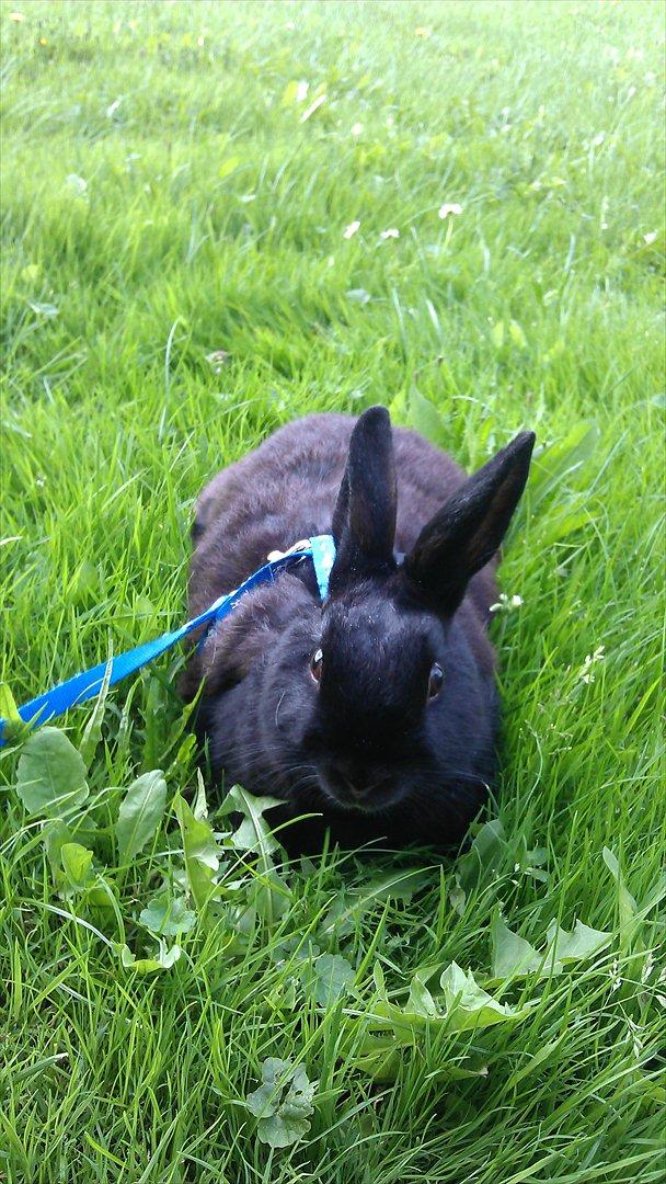 Kanin Basse - det er ringet sjovet  billede 3