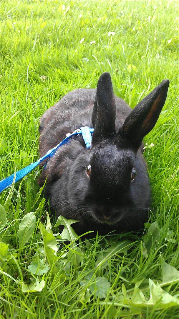 Kanin Basse - det er sjovet at være ude  billede 4