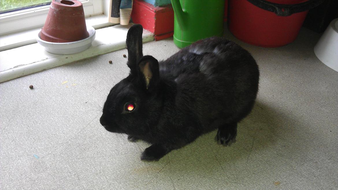 Kanin Basse - uuuu må helle rest mig der kommer en hund  billede 5