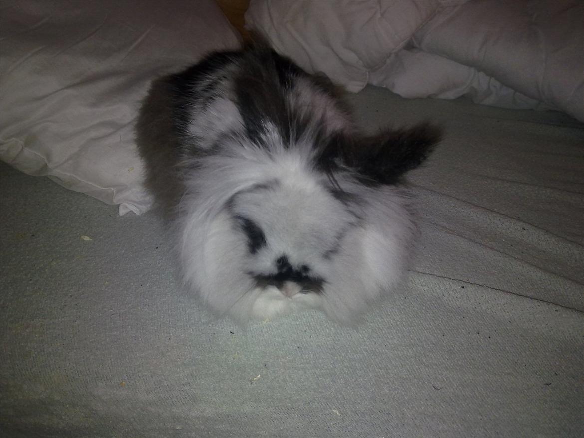 Kanin Sally - er jeg ikke søde det var først gange jeg skulle har tage billeder billede 1