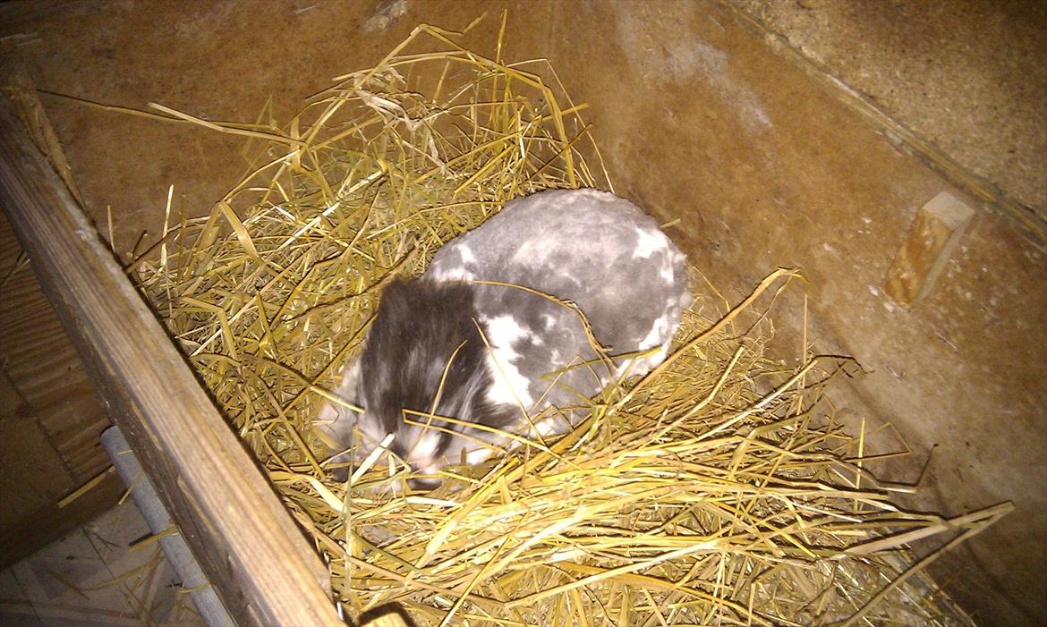 Kanin Sally - Mor jeg fryser jeg er lige blive klipper derfor jeg gem mig under høret billede 2