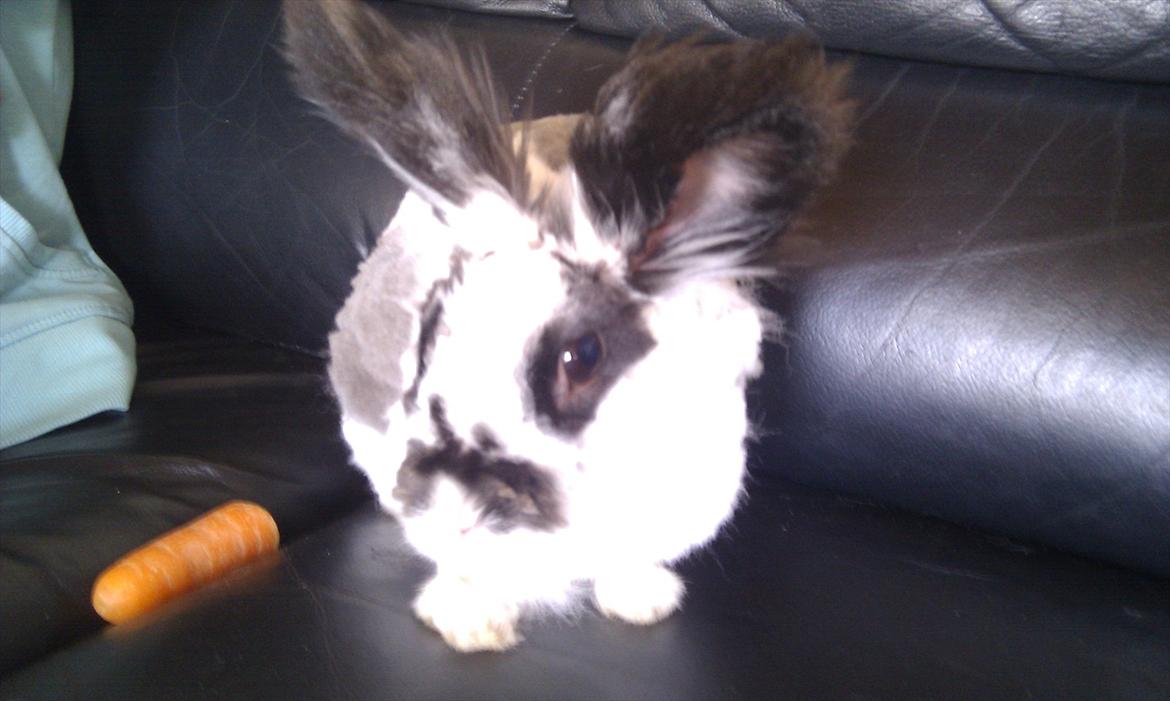 Kanin Sally - bare ikke den hund kommer hend til mig kan ikke lige den  billede 3