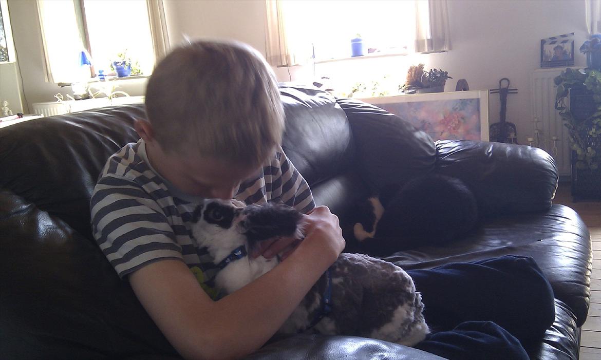 Kanin Sally - min lillebror og sally de hygge sig er glade for hinnde billede 4