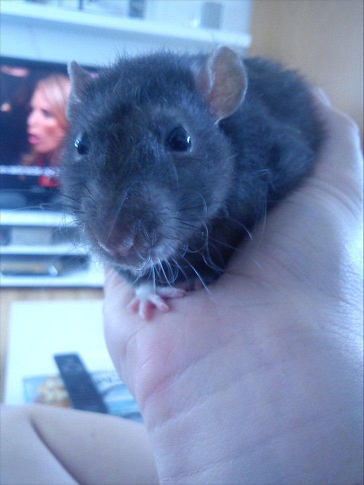 Tamrotte Beast - beast.<3 billede 1